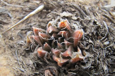 Haworthia nortieri, photographed by James Deacon
