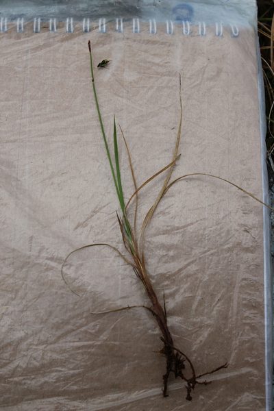 Carex rariflora, photographed by nina_nesterova