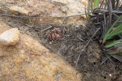 Haworthia nortieri, photographed by James Deacon