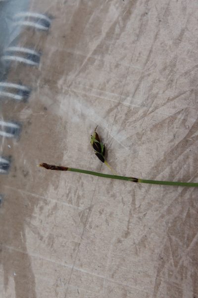 Carex rariflora, photographed by nina_nesterova