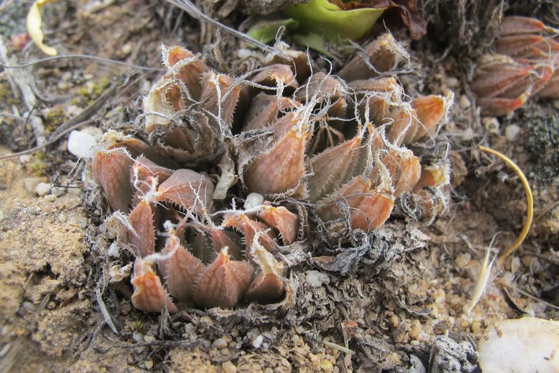 Haworthia nortieri, photographed by James Deacon
