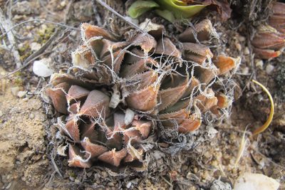 Haworthia nortieri, photographed by James Deacon