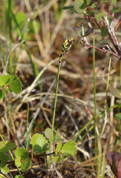 Carex rariflora, photographed by nina_nesterova