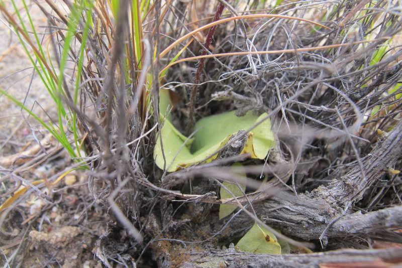 Holothrix secunda, photographed by James Deacon