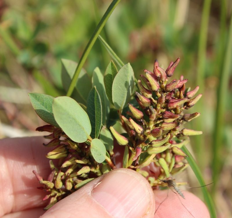 Salix myrtilloides, photographed by nina_nesterova