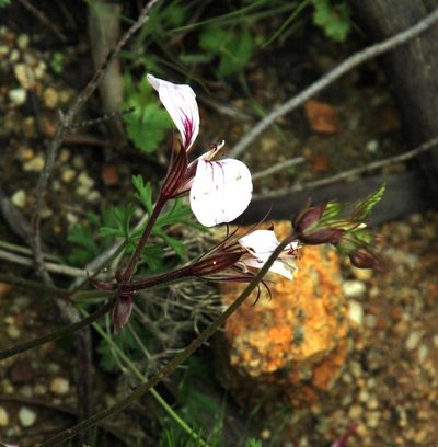 Pelargonium longicaule, photographed by Tony Rebelo