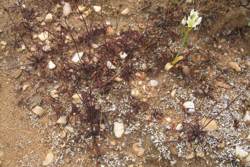 Drosera alba, photographed by James Deacon