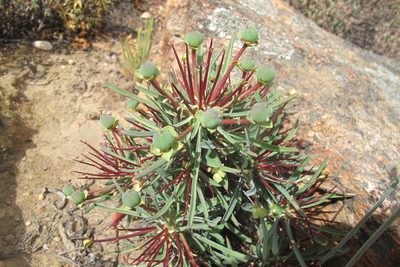 Euphorbia loricata, photographed by James Deacon