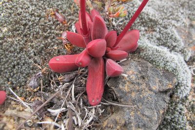 Crassula clavata, photographed by James Deacon