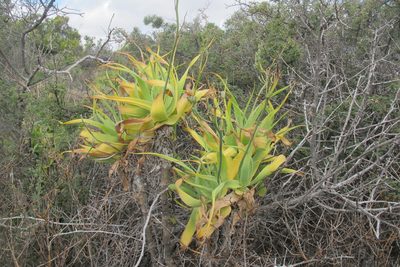 Trachyandra adamsonii, photographed by James Deacon