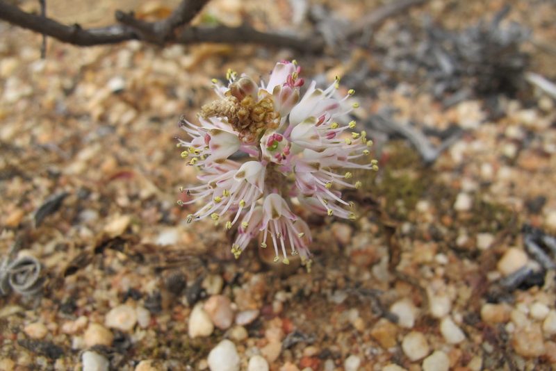 Lachenalia pallida, photographed by James Deacon