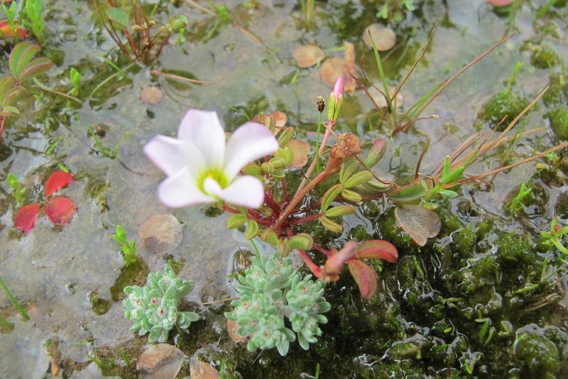 Oxalis amblyosepala, photographed by James Deacon