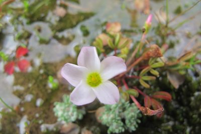 Oxalis amblyosepala, photographed by James Deacon