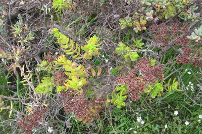 Crassula undulata, photographed by James Deacon