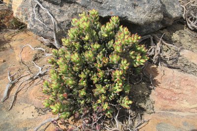 Crassula brevifolia, photographed by James Deacon