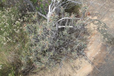 Euphorbia loricata, photographed by James Deacon