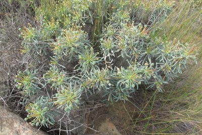 Euphorbia loricata, photographed by James Deacon