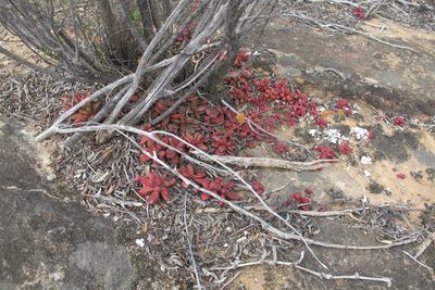 Crassula clavata, photographed by James Deacon