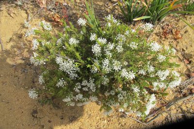 Agathosma giftbergensis, photographed by James Deacon