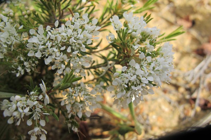 Agathosma giftbergensis, photographed by James Deacon