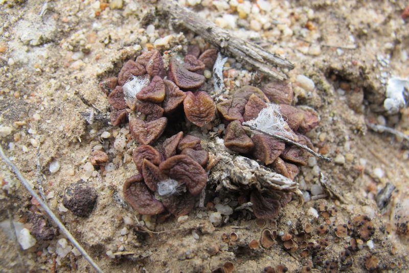 Anacampseros retusa, photographed by James Deacon
