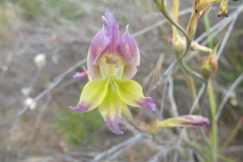 Gladiolus venustus, photographed by James Deacon