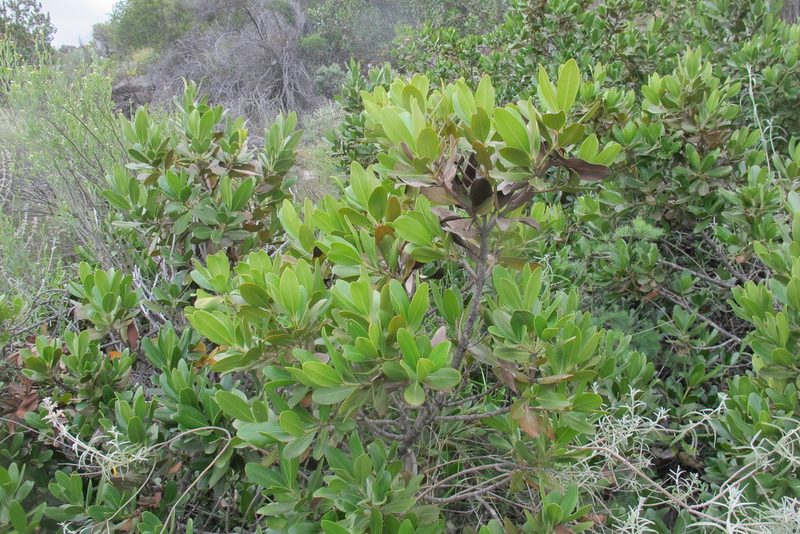 Hyaenanche globosa, photographed by James Deacon