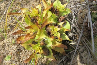 Satyrium pumilum, photographed by James Deacon