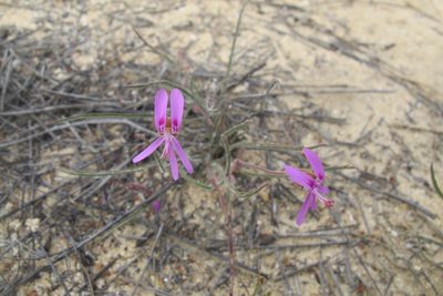 Pelargonium coronopifolium, photographed by James Deacon