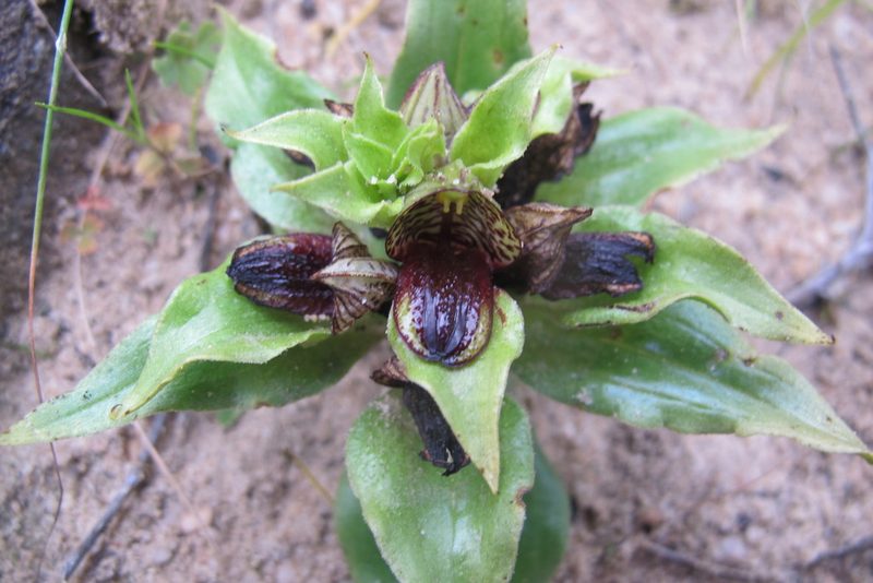 Satyrium pumilum, photographed by James Deacon