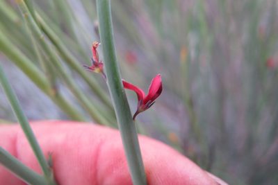 Indigofera gifbergensis, photographed by James Deacon