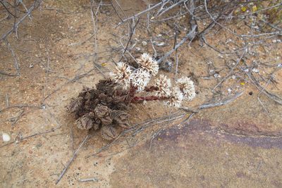 Crassula alpestris, photographed by James Deacon