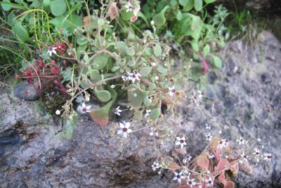Crassula dentata, photographed by James Deacon