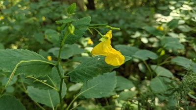 Impatiens pallida, photographed by Erin Lalime