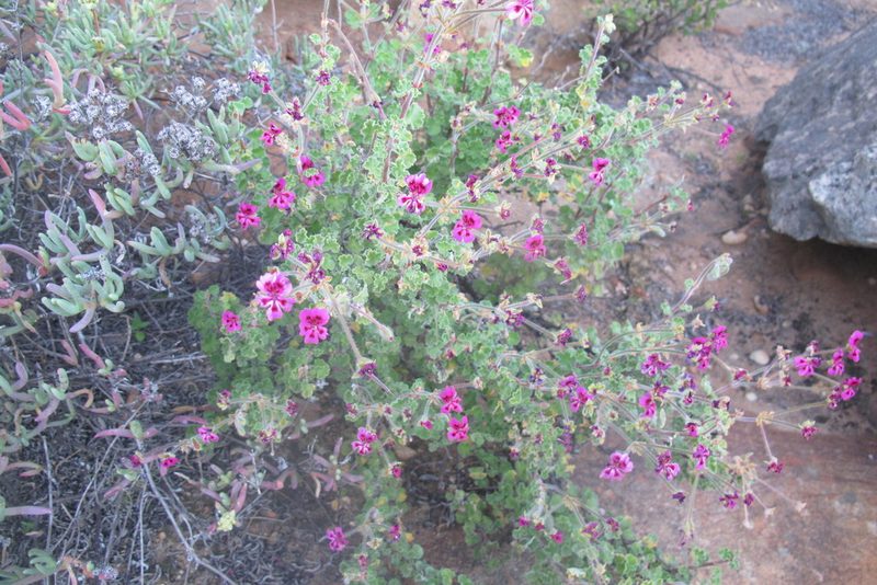 Pelargonium magenteum, photographed by James Deacon