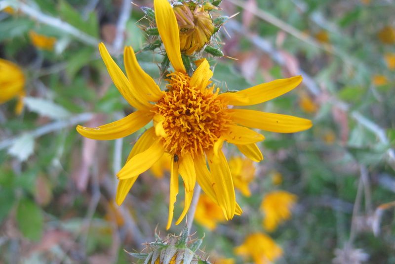 Berkheya fruticosa, photographed by James Deacon