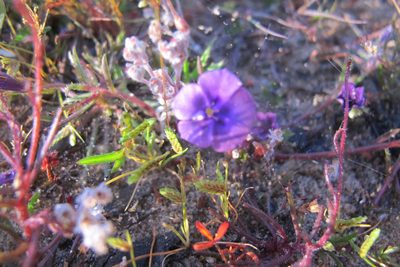 Monopsis debilis, photographed by James Deacon