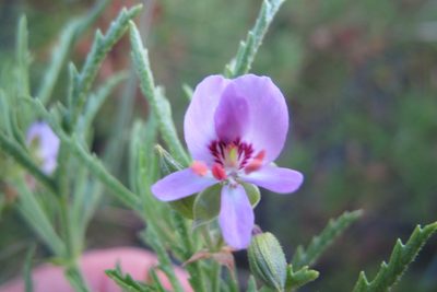 Pelargonium scabrum, photographed by James Deacon