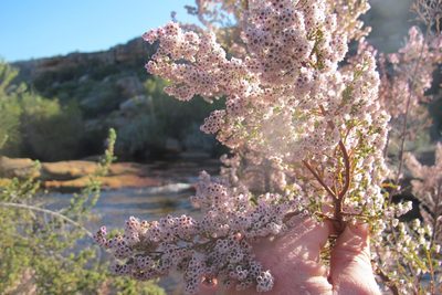 Erica quadrangularis, photographed by James Deacon
