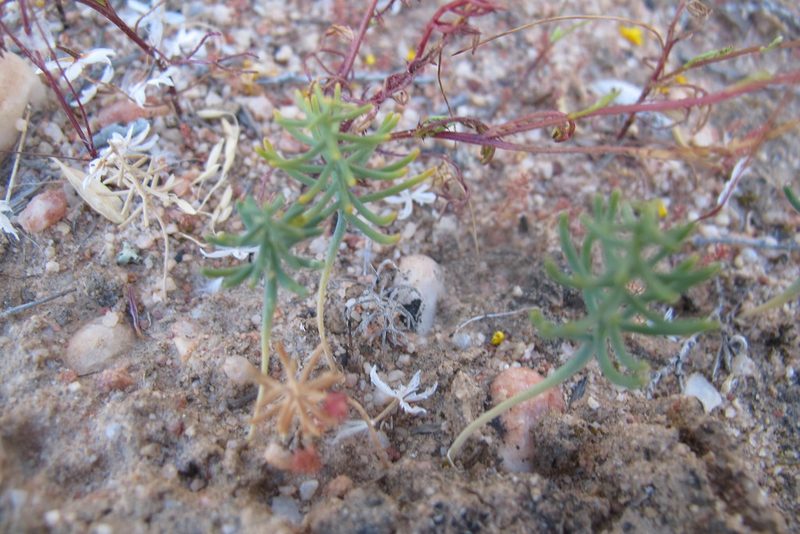 Eriospermum aphyllum, photographed by James Deacon