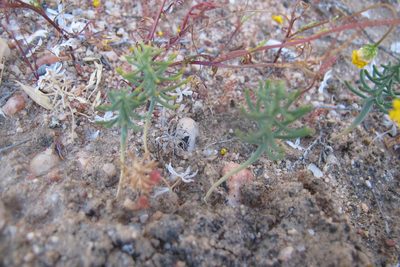 Eriospermum aphyllum, photographed by James Deacon
