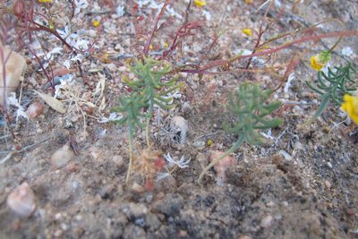 Eriospermum aphyllum, photographed by James Deacon