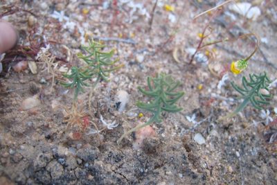Eriospermum aphyllum, photographed by James Deacon