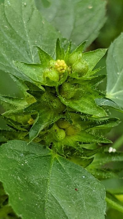 Acalypha deamii, photographed by Erin Lalime
