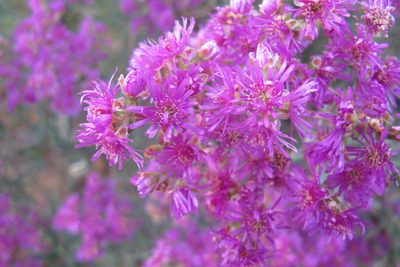 Ruschia pungens, photographed by James Deacon