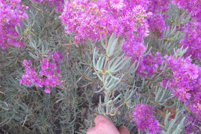 Ruschia pungens, photographed by James Deacon