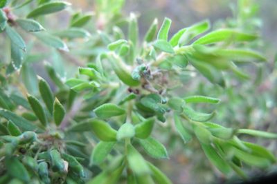Agathosma bisulca, photographed by James Deacon