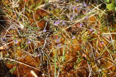 Pinguicula villosa, photographed by nina_nesterova