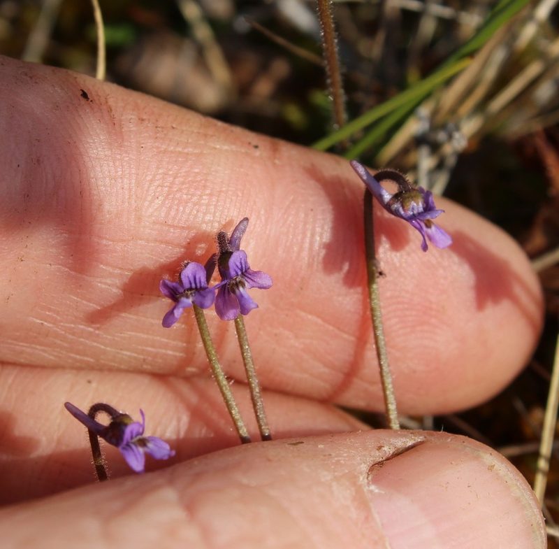 Pinguicula villosa, photographed by nina_nesterova