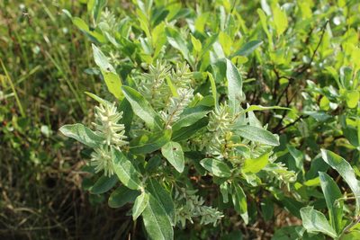 Salix glauca, photographed by nina_nesterova